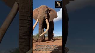 Why are elephant tusk not symmetrical [upl. by Wasson]