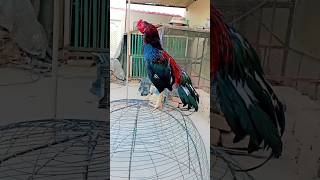 Riddick pure Mianwali Aseel petvlog007 [upl. by Ailecnarf]