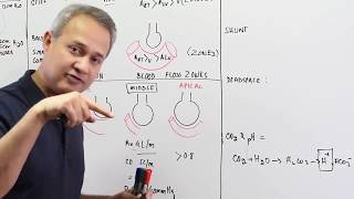 Ventilation Perfusion Ratio [upl. by Ricoriki]