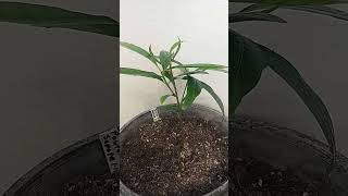 Pouteria Mamey Sapote Seedling [upl. by Nuhsar904]