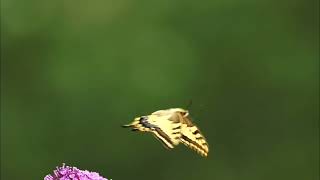 Animal NATURE Video Butterfly Pollinating Team [upl. by Adamo758]