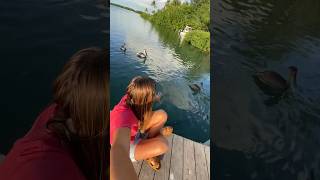 Feeding my pet tarpon 🤠 shortvideo youtubeshorts ocean fishing florida [upl. by Ahsieat]