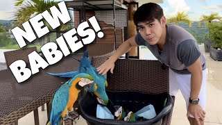 NEW PARROT BABIES Ayaw pa maging magulang nila Kelly at Bruno BLUE AND GOLD MACAW  Murillo Bros [upl. by Arjun223]