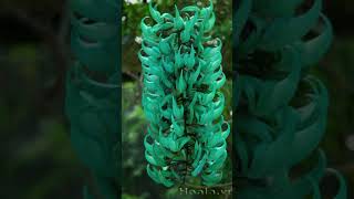 ShortJade Vine  Hoa Móng Cọp xanh [upl. by Eiboh398]