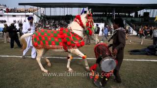 Horse dancing to the rhythm of dhol Only in India [upl. by Aicyle961]