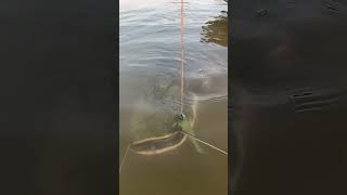 Fish 🦈🐬shorts viral fidh shortvideo viralvideo [upl. by Ettennyl240]