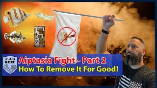 Aiptasia Fight Part 2  Eliminating Reef Pest And Removing It For Good [upl. by Ykceb]