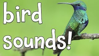 Bird Sounds Learning the sounds of Birds [upl. by Randene297]