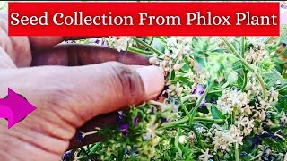 How to collect seed from phlox plant  Seed collection from phlox plant [upl. by Tabby18]