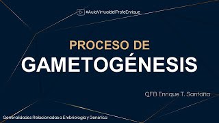 Proceso de gametogénesis [upl. by Alig576]