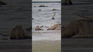 Pectoral Sandpipers [upl. by Dyrraj]