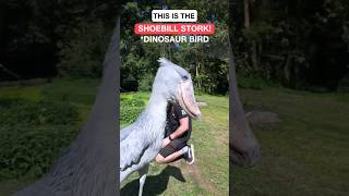 shoebill Stork wildlife nature birds dinosaur youtubeshorts [upl. by Tarrah957]