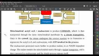 L64 FATTY ACID SYNTHESIS R [upl. by Tegdig153]