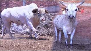 ¡¡DESDE EL RANCHO La Guadalupana De Hermilo Salago Pololcingo gro 2020 [upl. by Malsi]