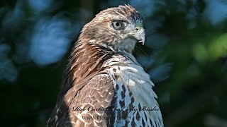 Buteo jamaicensis REDTAILED HAWKS of September 9085800 [upl. by Tesil]