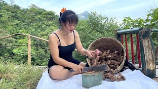 Harvesting galangal to sell  Helping a guy who had a motorbike accident and couldnt get up [upl. by Enilatan]