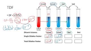 Determining the Total Dilution Factor [upl. by Nnylatsyrk]