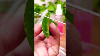 make clear aloe vera gel at home shorts aloevera [upl. by Asylla697]