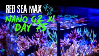 RED SEA MAX NANO G2 XL  DAY 75 [upl. by Card645]