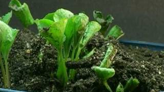 Time Lapse  Wild Violet Sprouting [upl. by Ard]