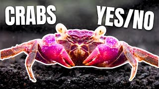 Here Are 15 Freshwater Crabs YOU Can Keep [upl. by Aihsemaj]