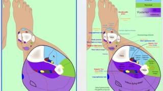 Anatomy of the in Leg Cross Section [upl. by Enellek]