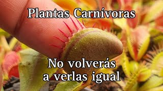 Mitos sobre las Pla tas Carnívoras Vol1 [upl. by Attenwahs]