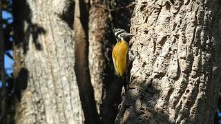 Greater Flameback female feeding [upl. by Melinda824]