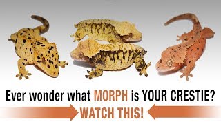 The COMPLETE Guide to Crested Gecko Morphs Part 1 [upl. by Messab]