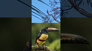 Collared Aracaris in my backyard 🦜 belize nature amazingjungles wildlife junglelife [upl. by Ora301]