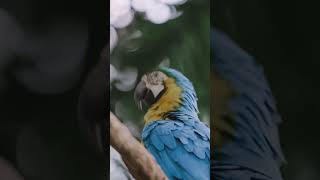 Blue amp Gold Macaw pet parrot jungle [upl. by Sid]