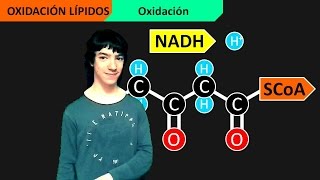 Catabolismo Lípidos Beta Oxidación Ácidos Grasos [upl. by Firmin]