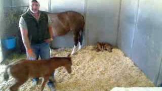 Twin Foals Vet Update Part 2 [upl. by Stulin]