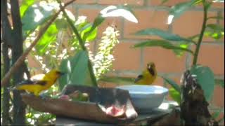 Turpiales libres comiendo banano [upl. by Darum]