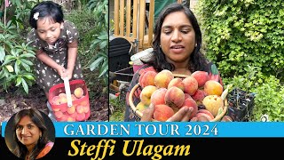 Steffi Ulagam Garden Tour 2024  Harvesting Fruits from our Home Garden  Garden Vlog in Tamil [upl. by Ringsmuth]