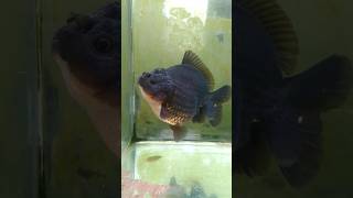 Handsome Black Oranda Goldfish [upl. by Cunningham]