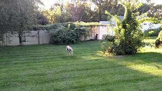 Greyhound running in the backyard [upl. by Enomes]