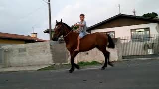 Andando de cavalo na rua top✌🔊 [upl. by Asp]