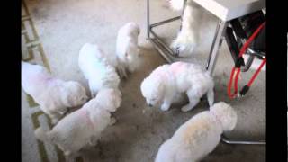 Kuvasz Welpen spielen im Wohnzimmer [upl. by Longwood357]