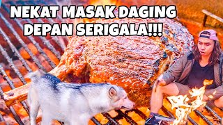 GILA STEAK GW Di CURI SERIGALA Di Hutan [upl. by Attenhoj]