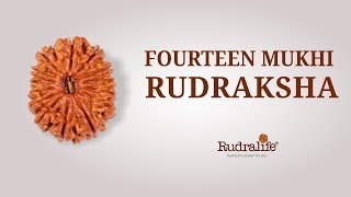 14 Mukhi Rudraksha from Rudralife  Rudraksha Power for You [upl. by Kenley]