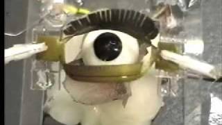 Electroactive Polymer EAP eye [upl. by Ettore]