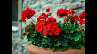 How To Collect Geranium Seeds  BreathingSpace [upl. by Leesa]