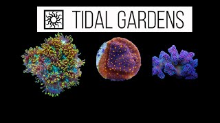 Coral Unboxing From Tidal Gardens [upl. by Midan685]