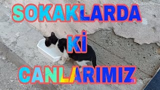 MAHALLEMİZİN TATLI SEVİMLİ ŞİRİN KEDİLERİNDEN BİRİ EĞLENCELİ VİDEOLAR KOMİK KEDİLER KEDİVLOG KEDİLER [upl. by Tallula]