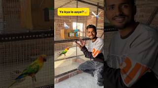 New birds le aaye😲 petlover minivlog budgiesfam pigeon budgiesvlog kabutar budgieslover [upl. by Deraj]