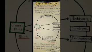 Biogeochemical cycle in ecosystemshortvideo [upl. by Eliseo]