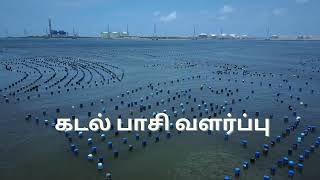 கடல் பாசி விவசாயம்  Seaweed Farming [upl. by Iilek]