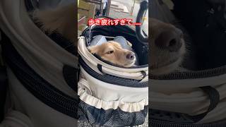 疲れすぎたポンちゃん！＃ショートshorts short ミニチュアダックスミニチュアダックスフンド 犬犬の動画 可愛い動画かわいい動物 可愛い犬動画 おもしろ犬動画 犬おもしろ [upl. by Anitra]