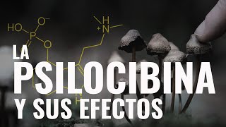 La Psilocibina y sus efectos  que pasa cuando vas a un retiro de psicodélicos  Experimento [upl. by Nelleeus]